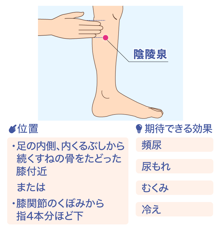 陰陵泉 位置 ·足の内側、内くるぶしから続くすねの骨をたどった膝付近 または ·膝関節のくぼみから指4本分ほど下 期待できる効果 頻尿 尿もれ むくみ 冷え
