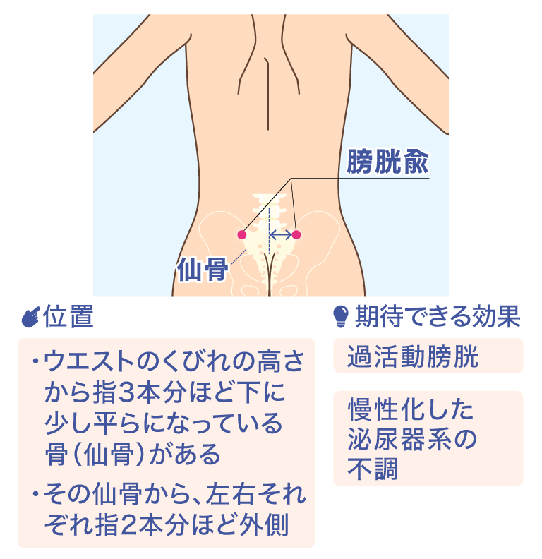 膀胱兪 仙骨 位置 ·ウエストのくびれの高さから指3本分ほど下に少し平らになっている骨(仙骨)がある ·その仙骨から、左右それぞれ指2本分ほど外側 期待できる効果 過活動膀胱 慢性化した泌尿器系の不調