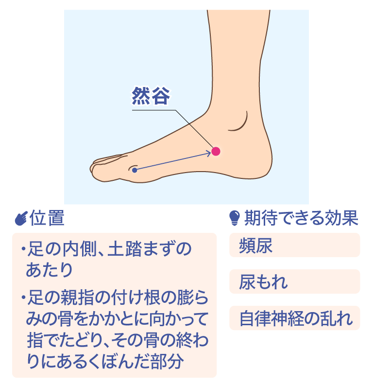 然谷 位置 ·足の内側、土踏まずのあたり ·足の親指の付け根の膨らみの骨をかかとに向かって指でたどり、その骨の終わりにあるくぼんだ部分 期待できる効果 頻尿 尿もれ 自律神経の乱れ