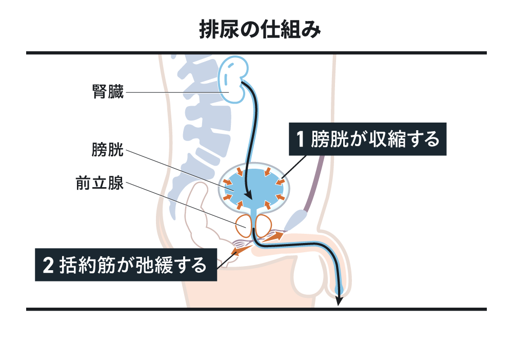 排尿の仕組み 1膀胱が収縮する 2括約筋が弛緩する