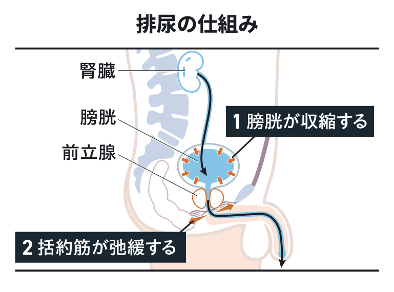 排尿の仕組み 1膀胱が収縮する 2括約筋が弛緩する