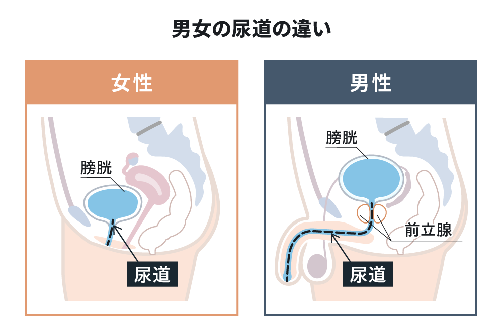 男女の尿道の違い