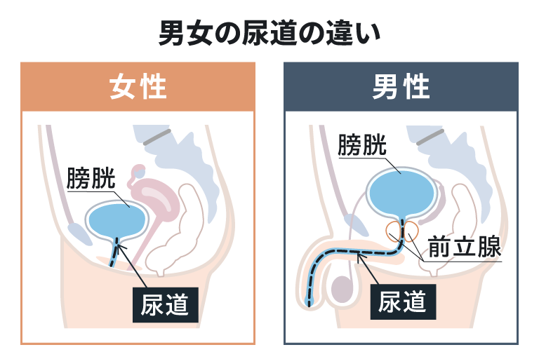 男女の尿道の違い